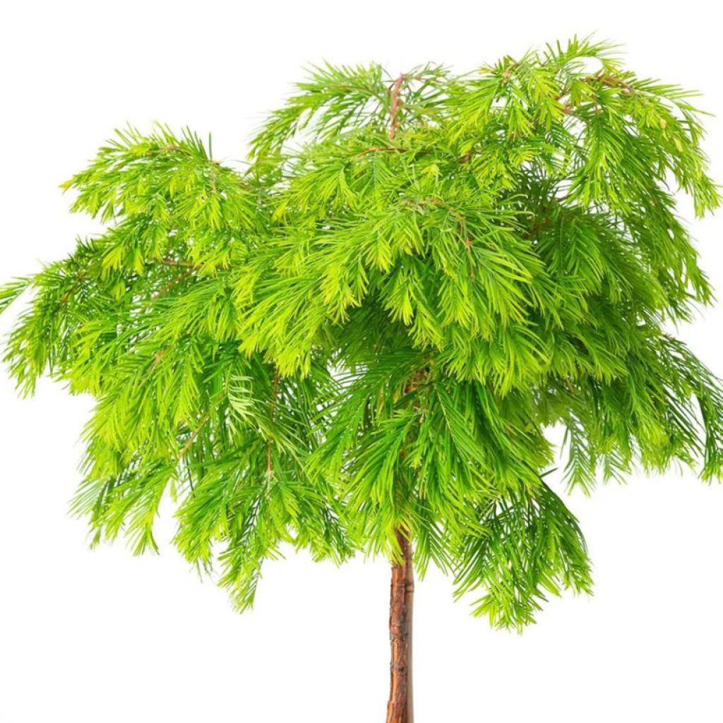 Metasequoia glyptostroboides Matthaei Broom - Dawn Redwood