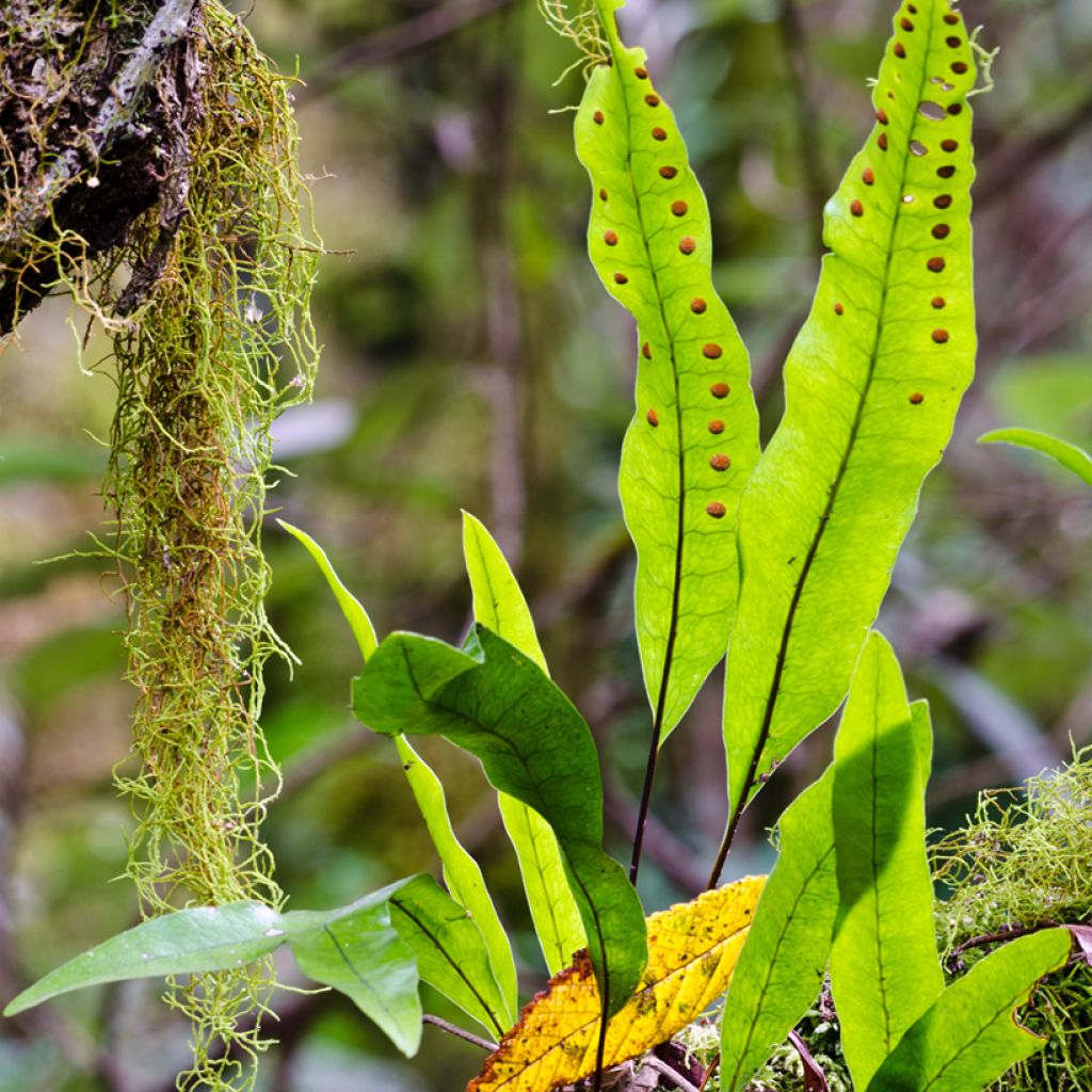 Microsorum diversifolium - Kangaroo fern