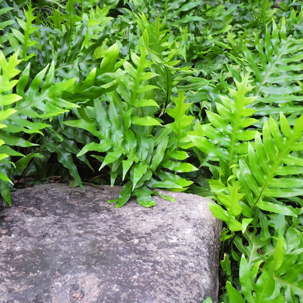 Microsorum diversifolium - Kangaroo fern