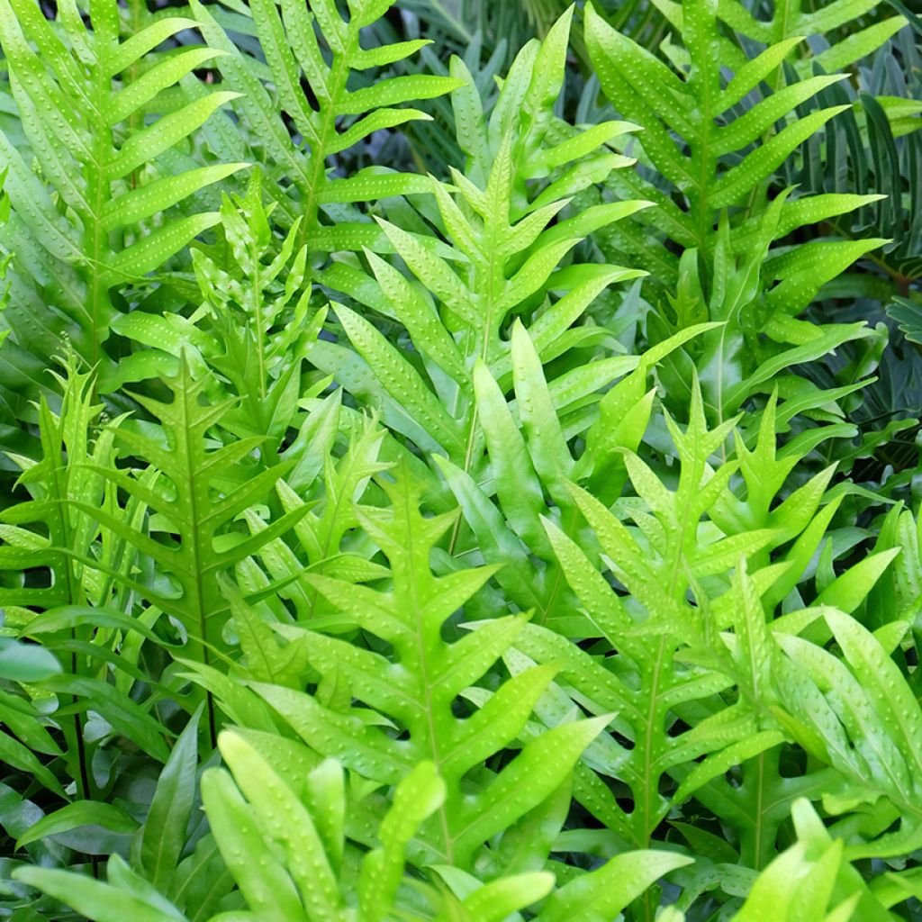 Microsorum diversifolium - Kangaroo fern