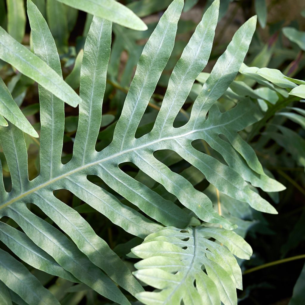 Microsorum diversifolium - Kangaroo fern
