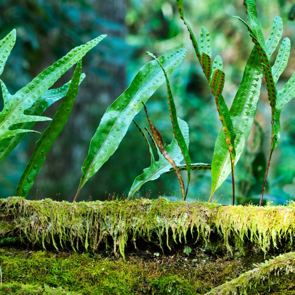 Microsorum diversifolium - Kangaroo fern