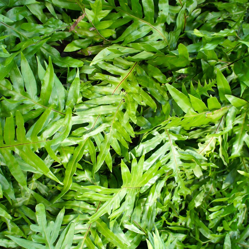 Microsorum diversifolium - Kangaroo fern