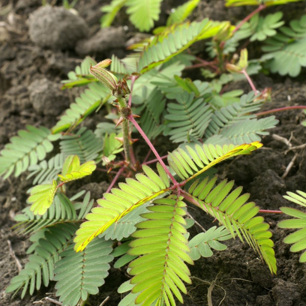 Mimosa pudica