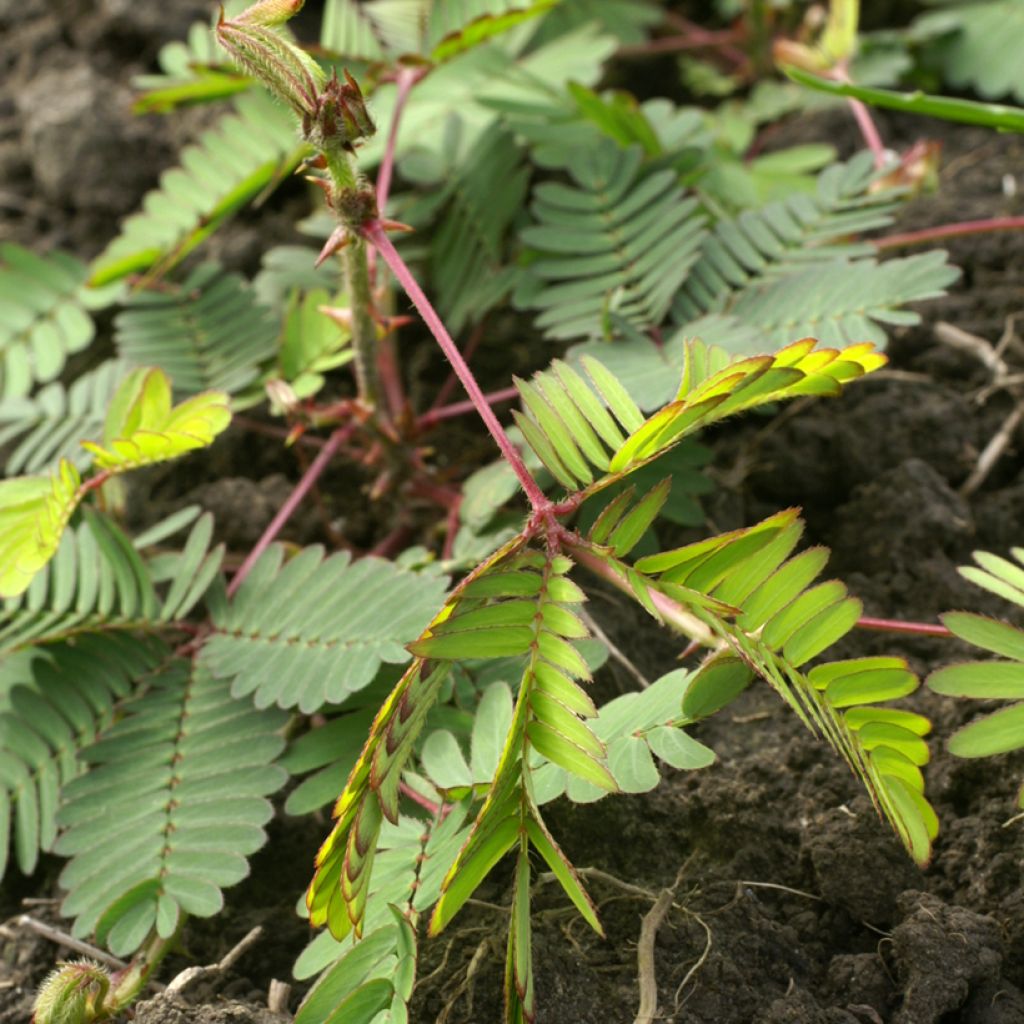 Mimosa pudica