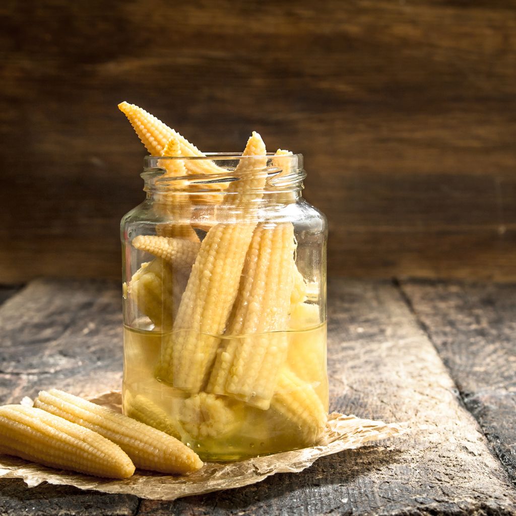 Mini sweetcorn Snobaby - Zea mays