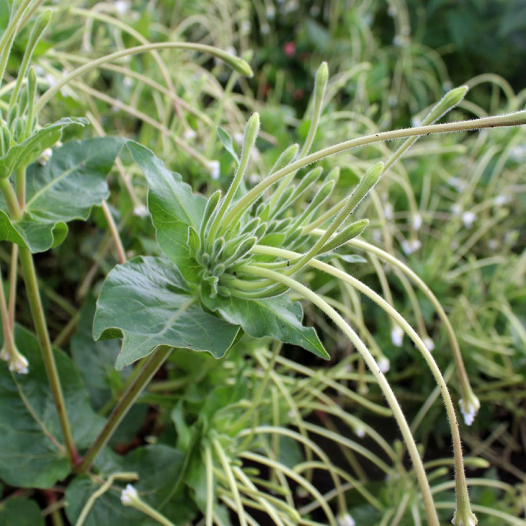 Mirabilis longiflora - seeds