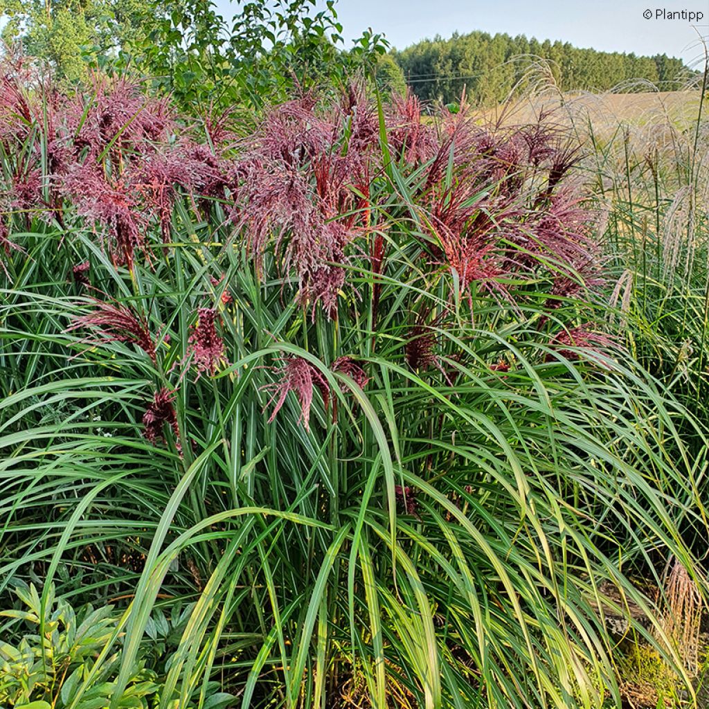 Miscanthus sinensis Boucle - Roseau de Chine