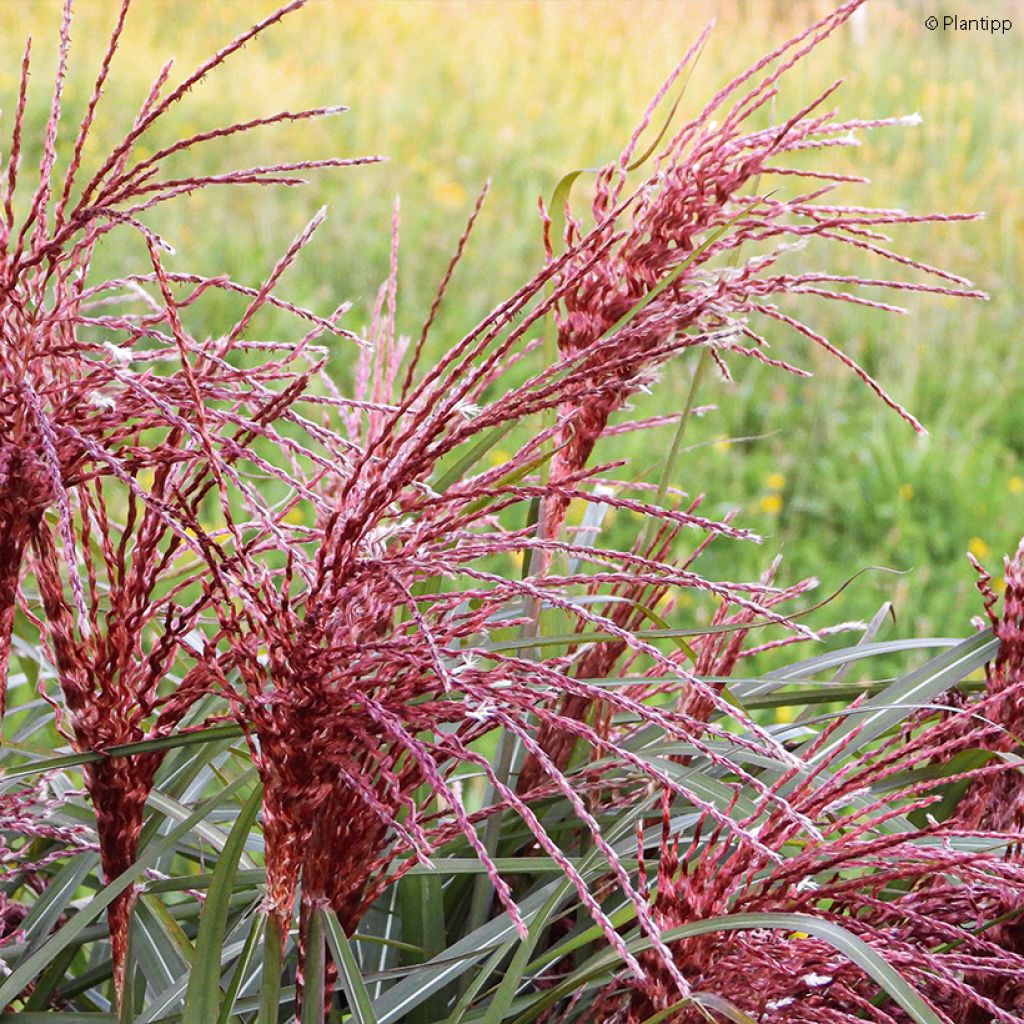 Miscanthus sinensis Boucle - Roseau de Chine