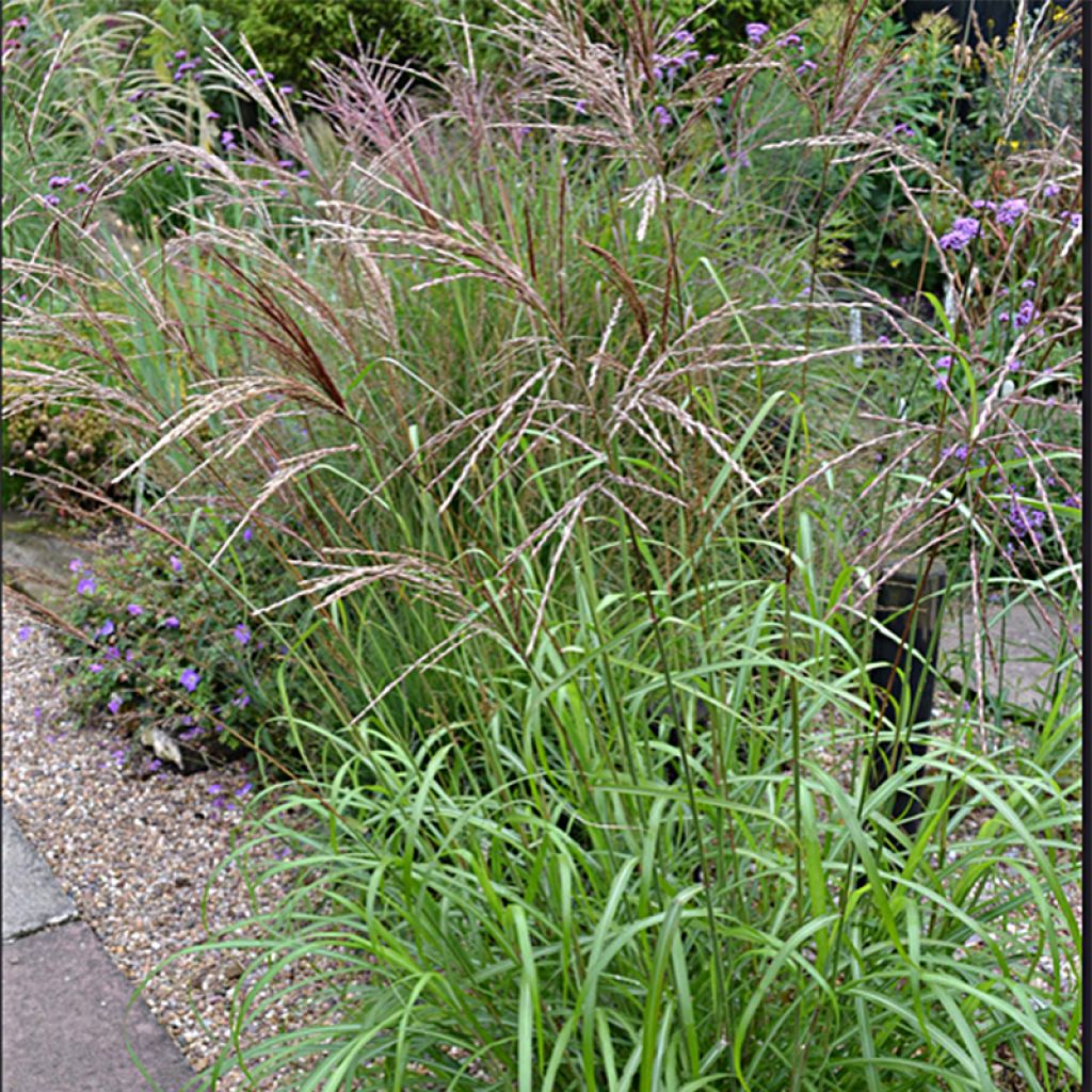 Miscanthus sinensis Emmanuel Lepage - Silvergrass