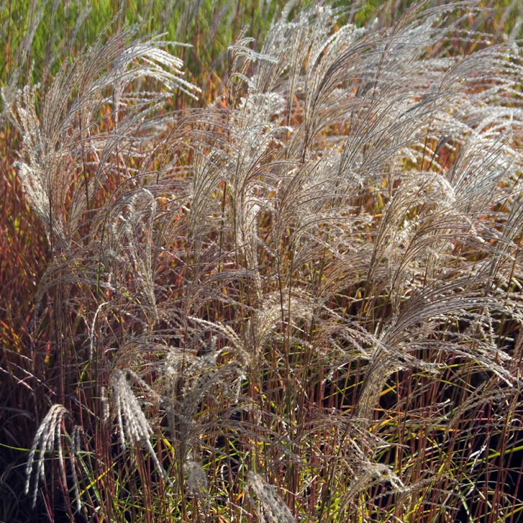 Miscanthus sinensis Flamingo - Silvergrass