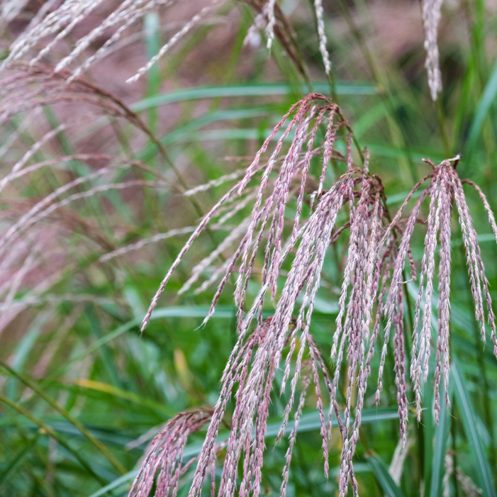 Miscanthus sinensis Flamingo - Silvergrass