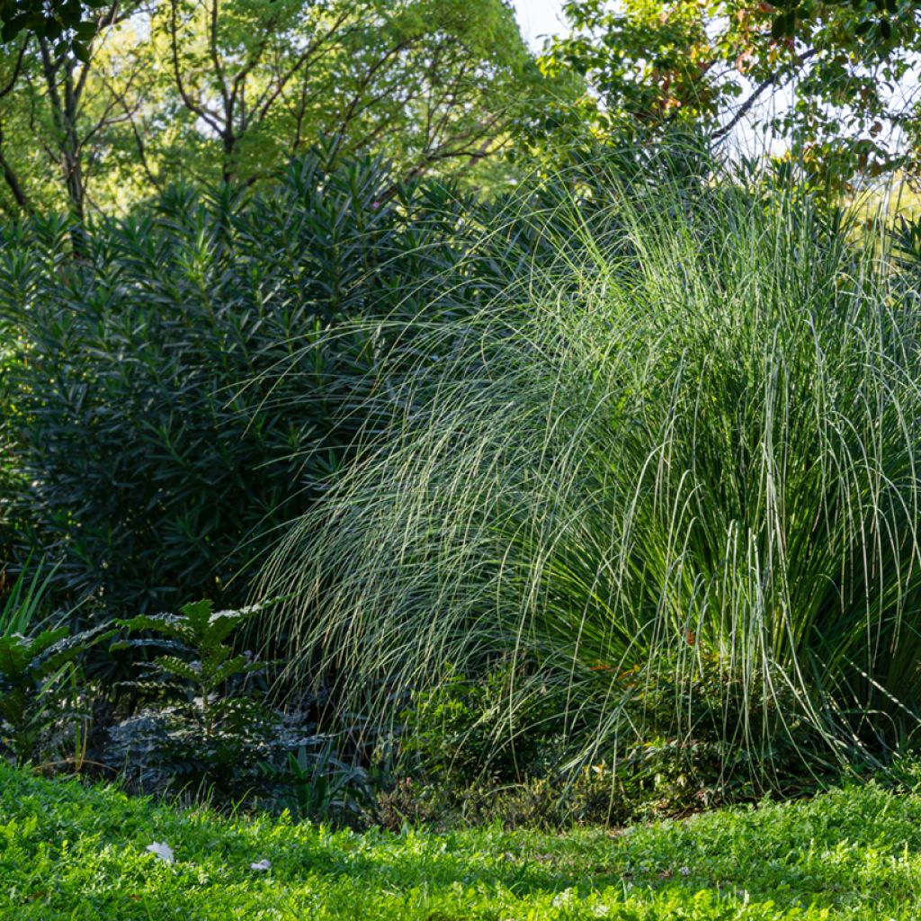 Miscanthus sinensis Gracillimus - Silvergrass