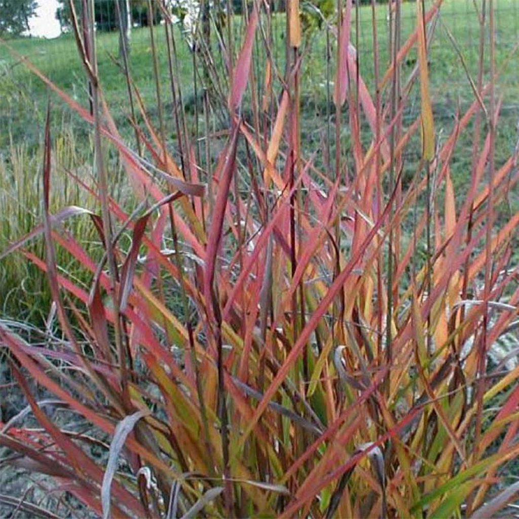 Miscanthus sinensis Purple Fall - Silvergrass