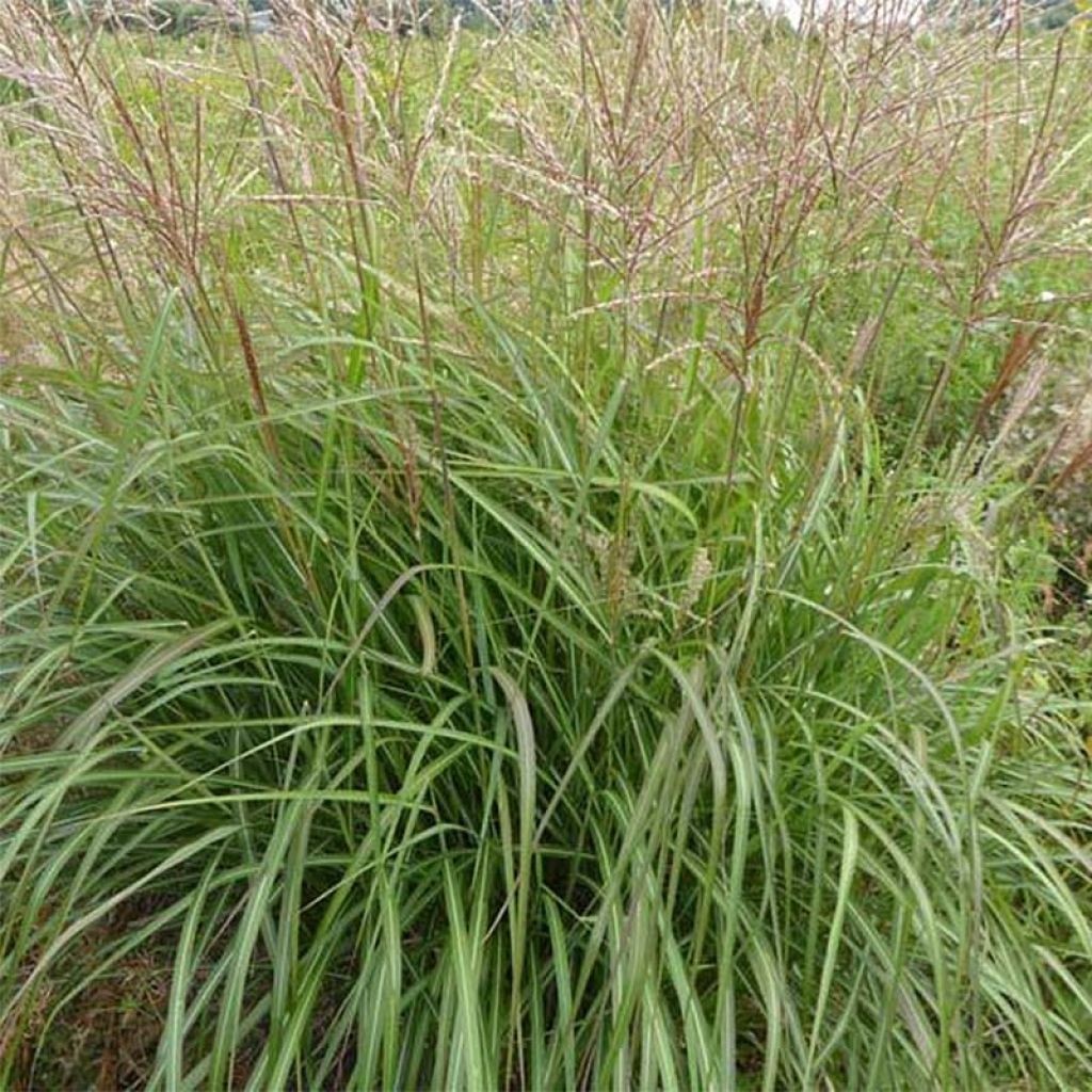 Miscanthus sinensis Purple Fall® - Eulalie, Roseau de Chine