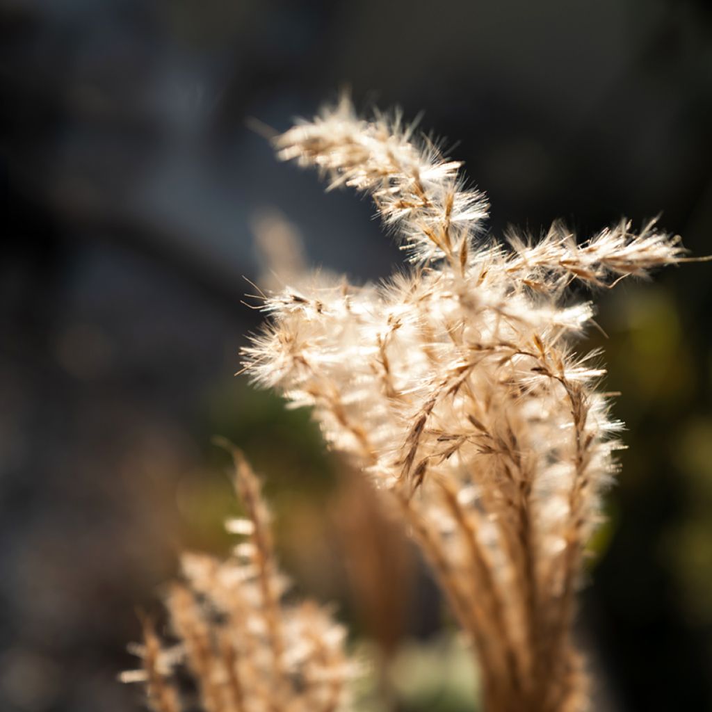 Miscanthus sinensis Red Chief - Silvergrass