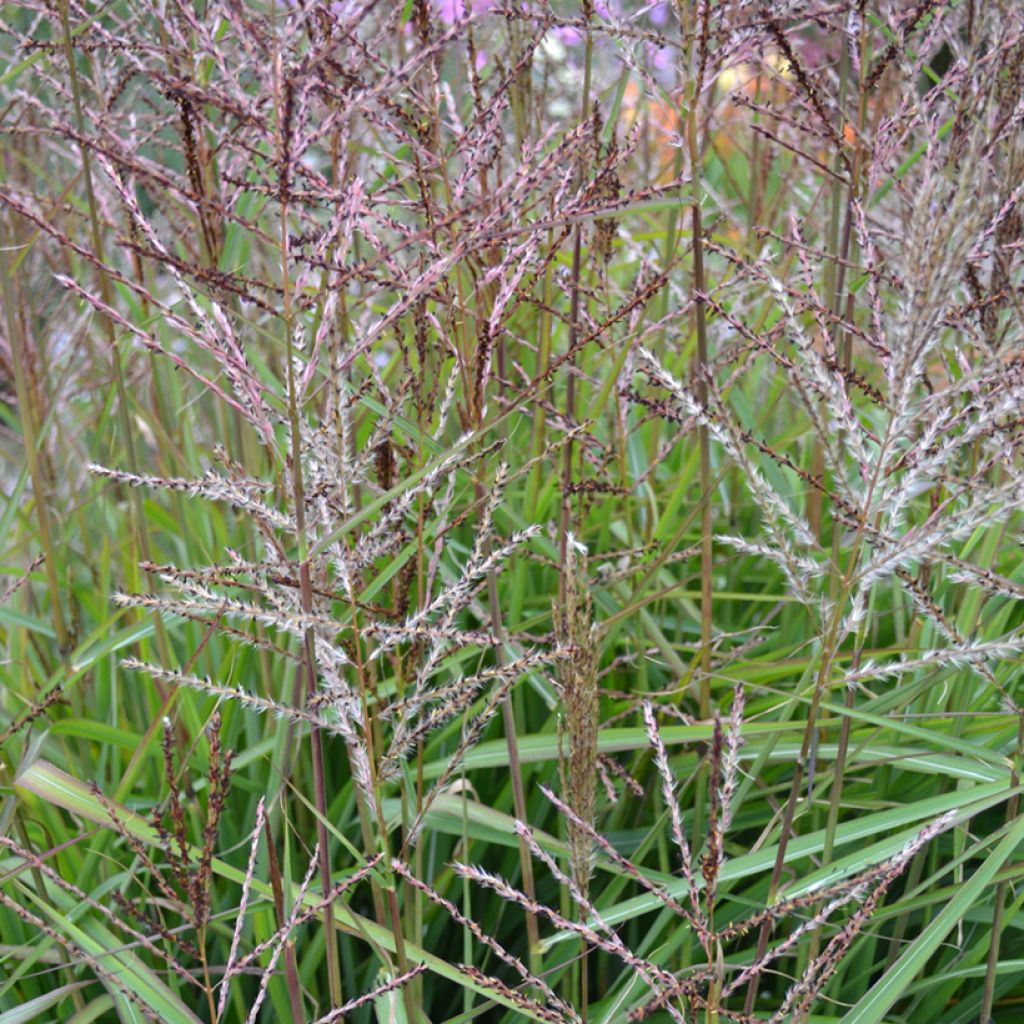 Miscanthus sinensis Samurai - Roseau de Chine