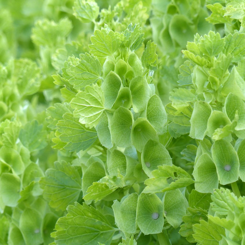 Moluccella laevis - seeds