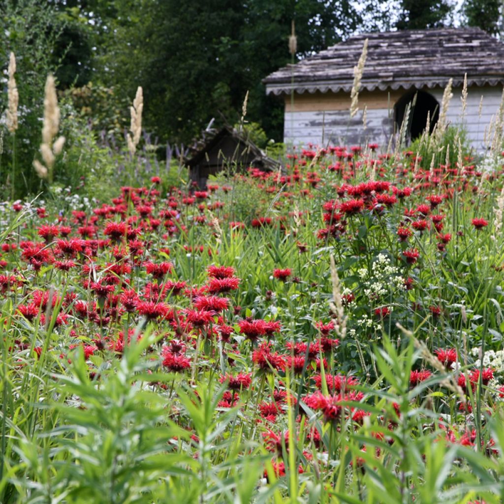 Monarda hybrida Gardenview Scarlet - Beebalm