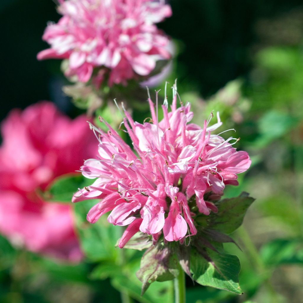 Monarda didyma Sugar Buzz Pink Frosting