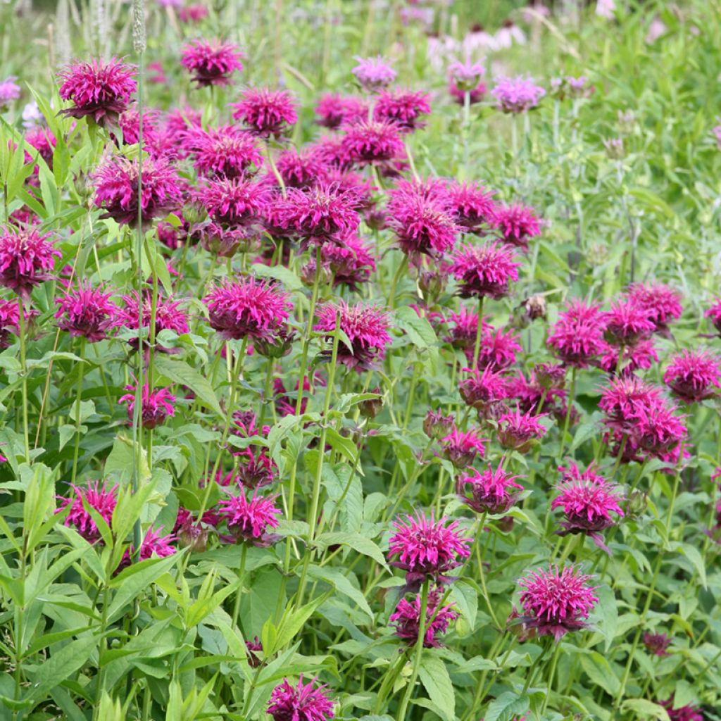 Monarda Heidelerche - Beebalm