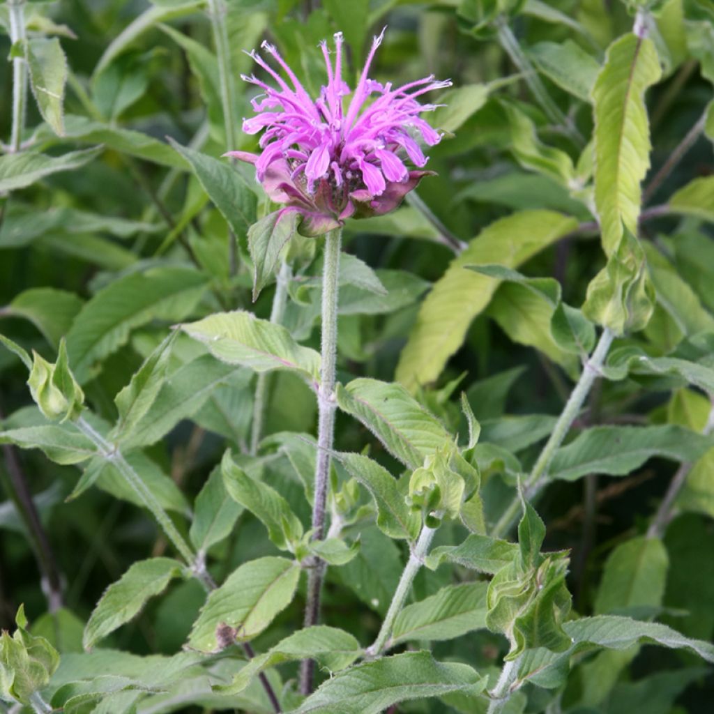 Monarda Mohawk - Beebalm