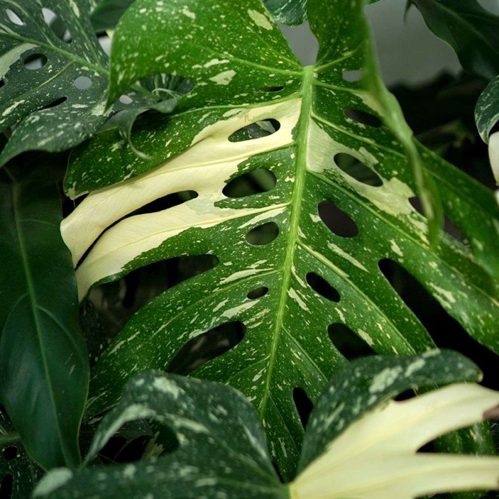 Monstera deliciosa Thai Constellation - Swiss cheese plant