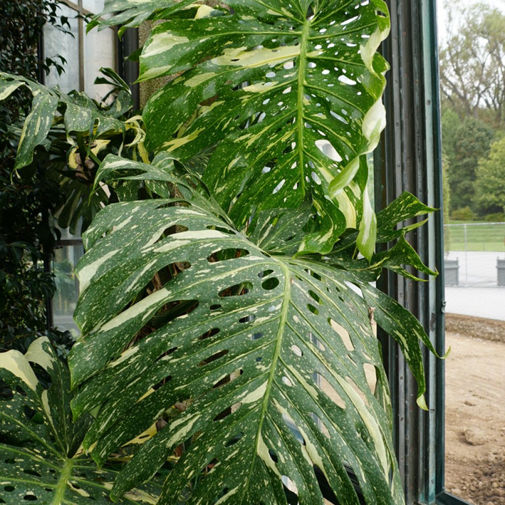 Monstera deliciosa Thai Constellation - Swiss cheese plant