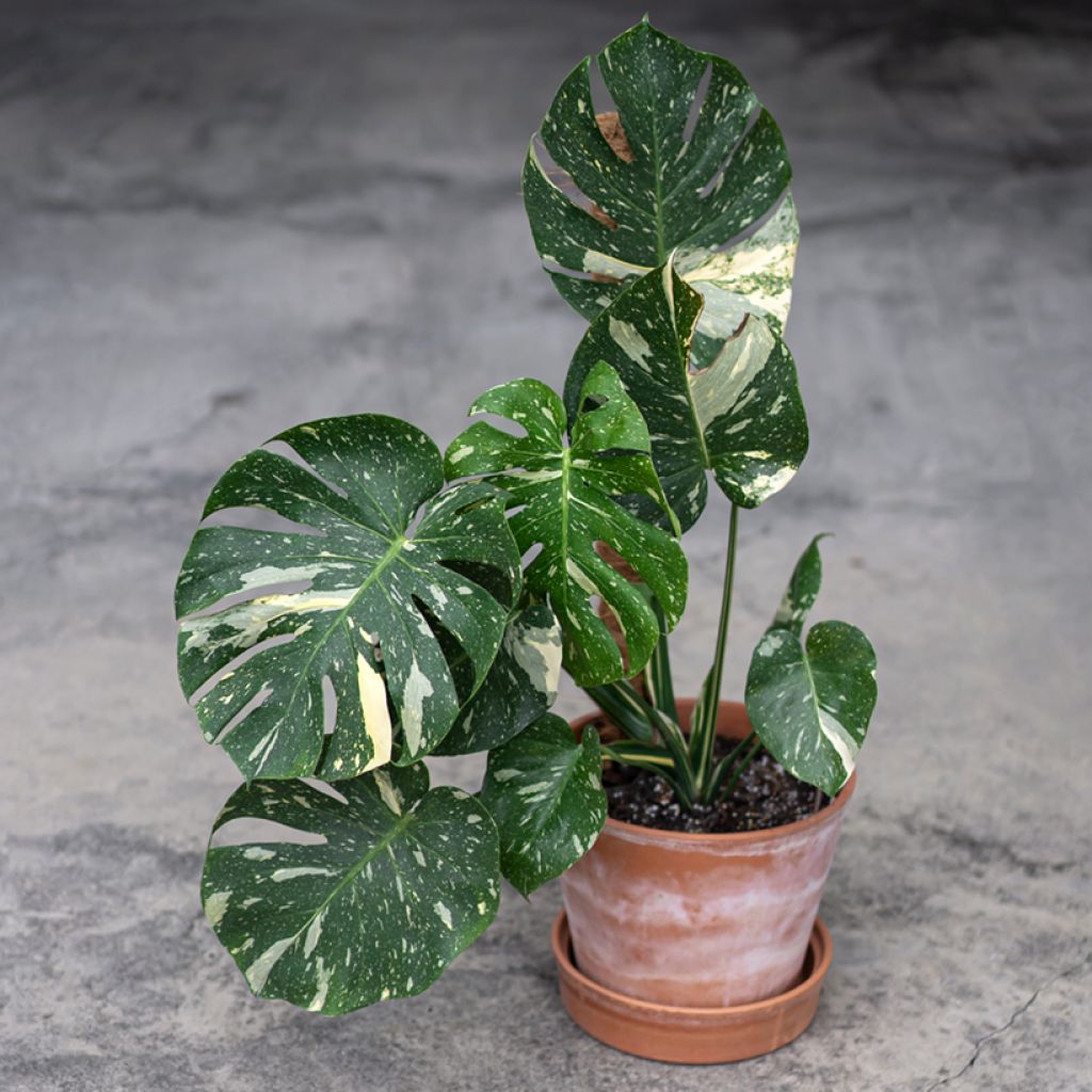 Monstera deliciosa Thai Constellation - Swiss cheese plant