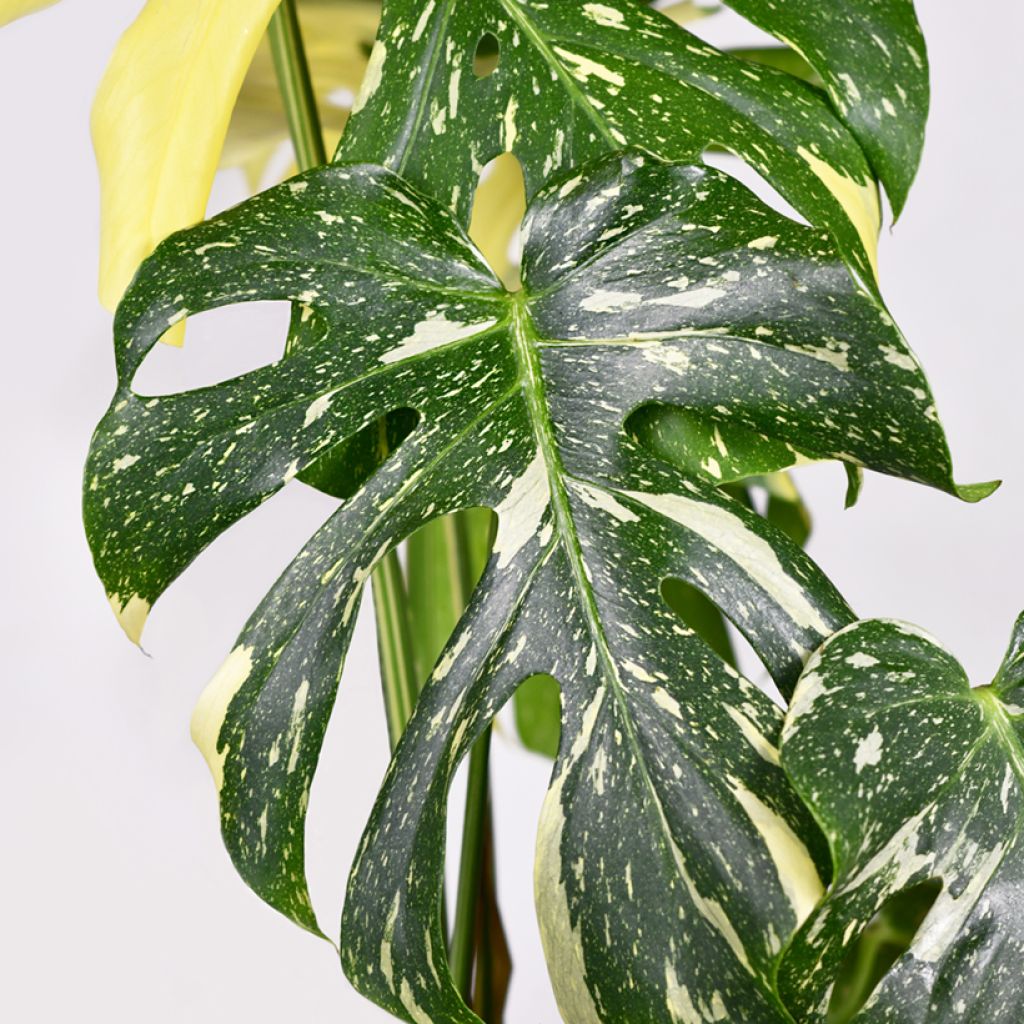 Monstera deliciosa Thai Constellation - Swiss cheese plant