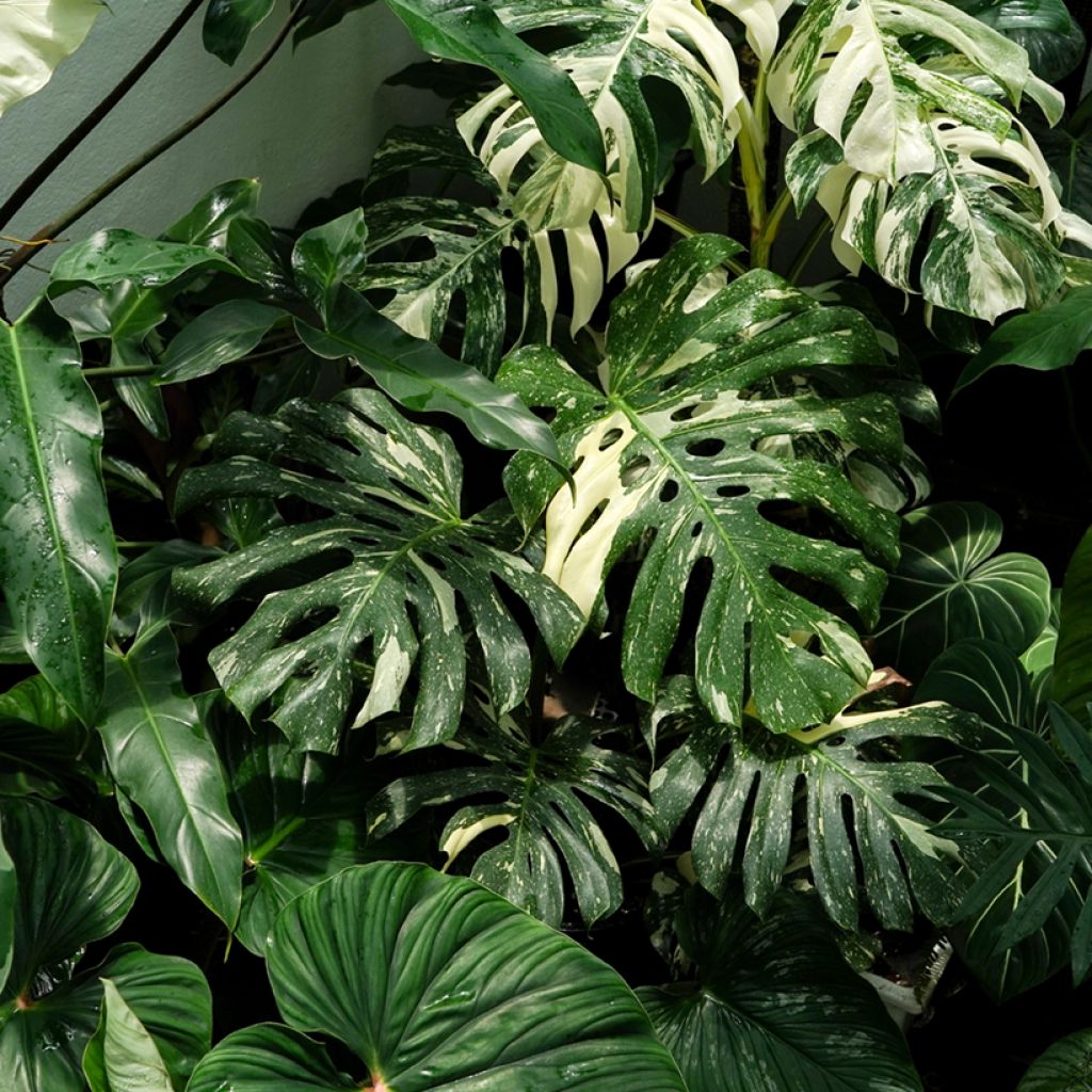 Monstera deliciosa Thai Constellation - Swiss cheese plant