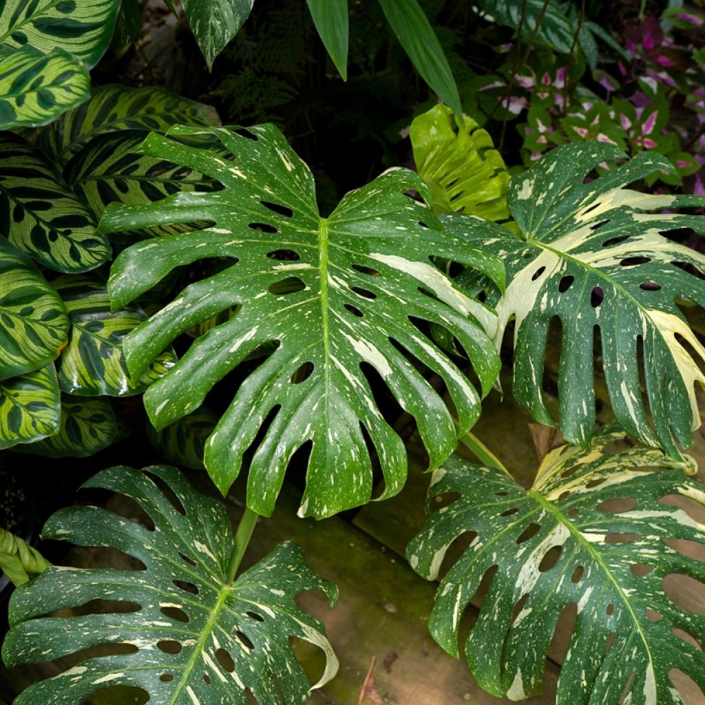 Monstera deliciosa Thai Constellation - Swiss cheese plant
