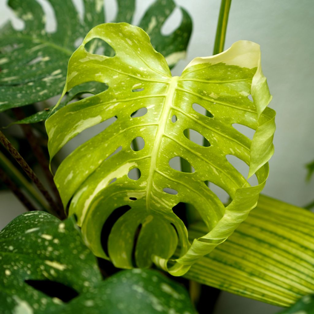Monstera deliciosa Thai Constellation - Swiss cheese plant