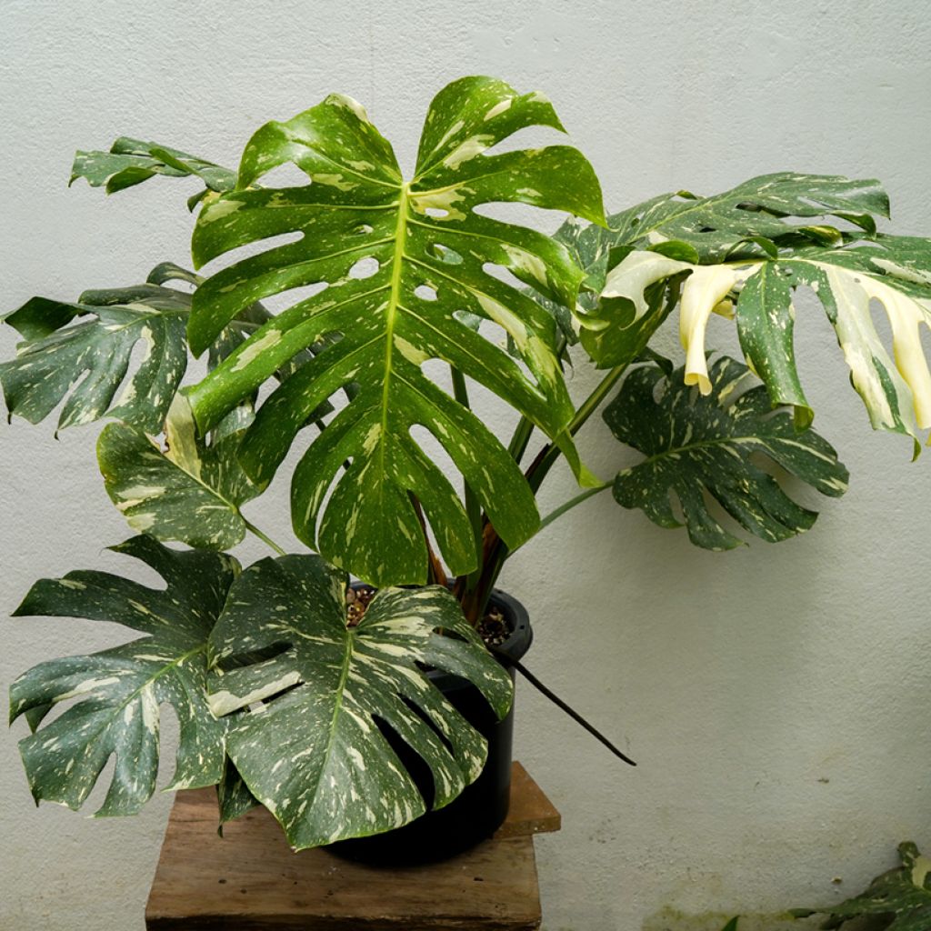 Monstera deliciosa Thai Constellation - Swiss cheese plant