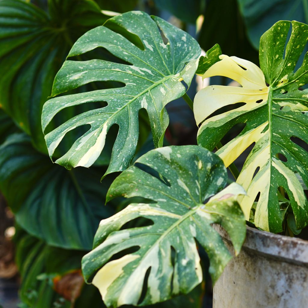 Monstera deliciosa Thai Constellation - Swiss cheese plant