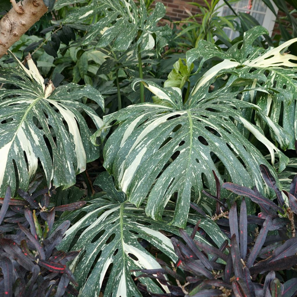 Monstera deliciosa Thai Constellation - Swiss cheese plant