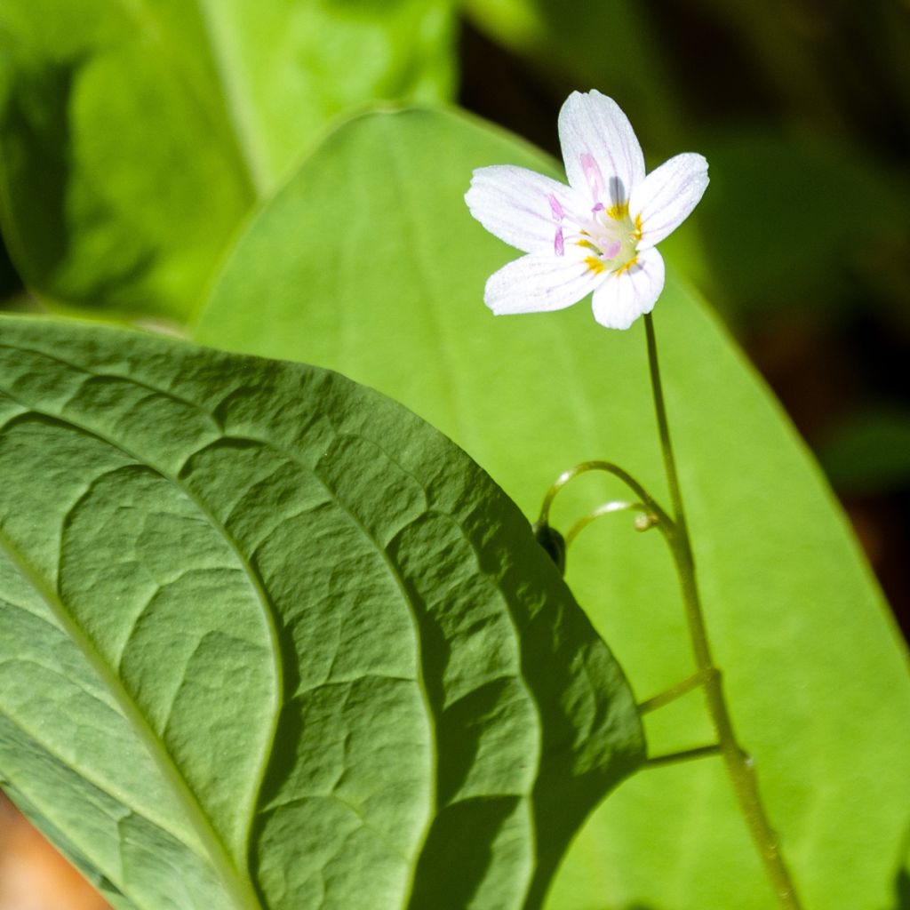 Montia ou Claytonia sibirica Alba