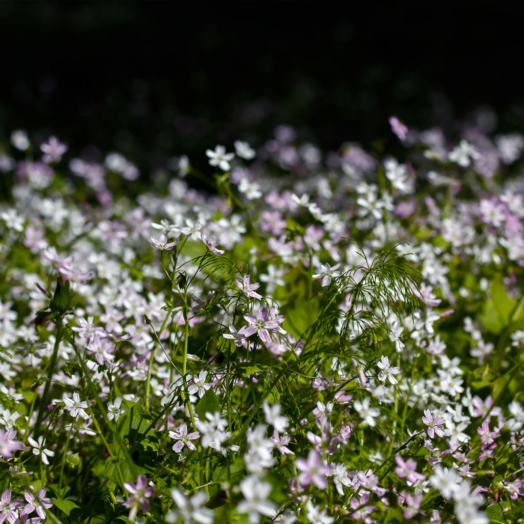 Montia ou Claytonia sibirica Alba