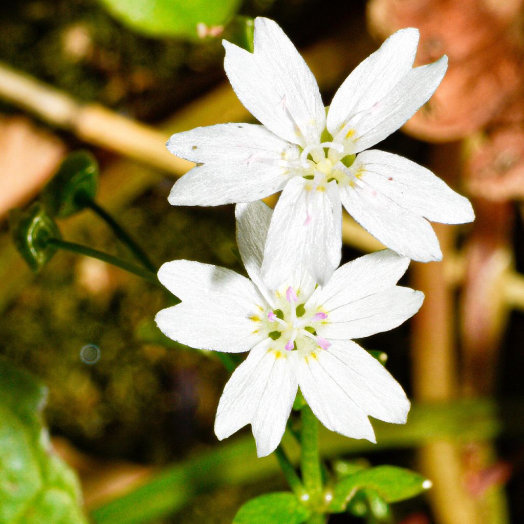 Montia ou Claytonia sibirica Alba