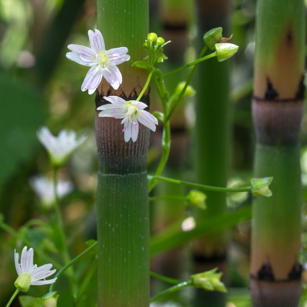 Montia ou Claytonia sibirica Alba