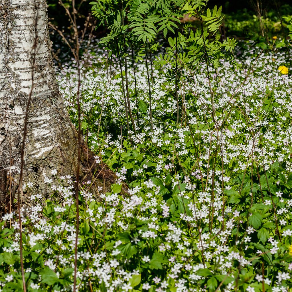 Montia ou Claytonia sibirica Alba