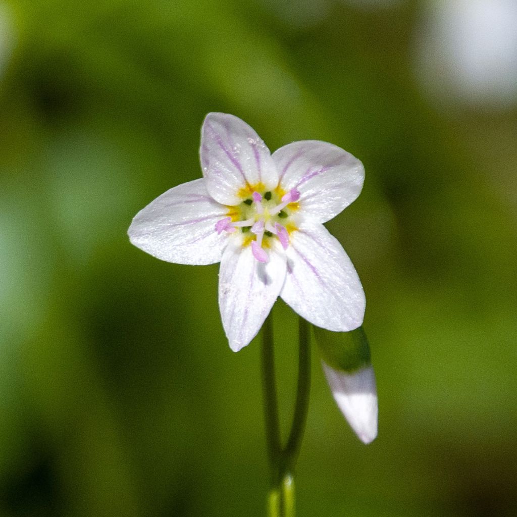 Montia ou Claytonia sibirica Alba