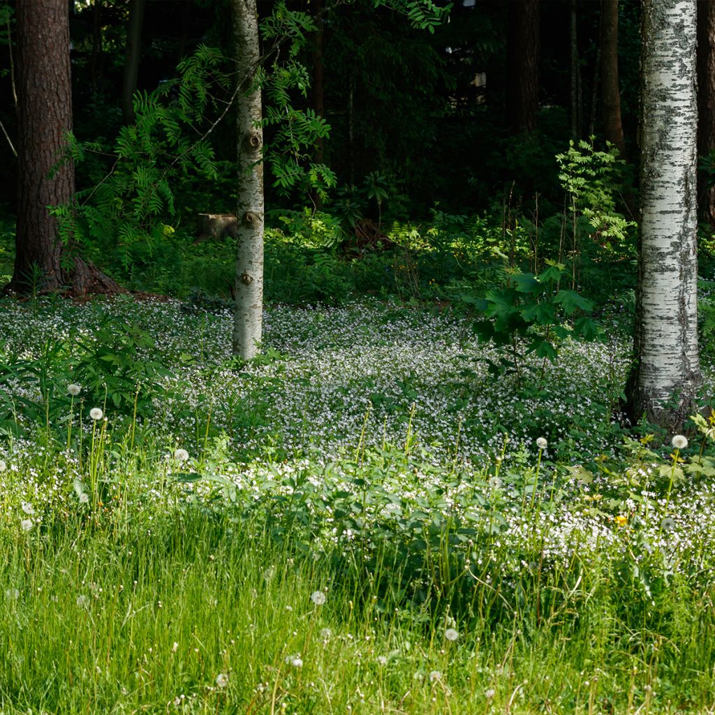 Montia ou Claytonia sibirica Alba