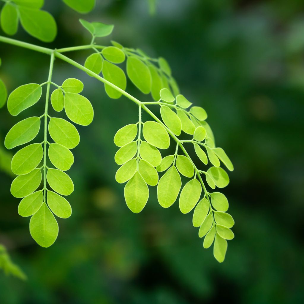 Moringa oleifera