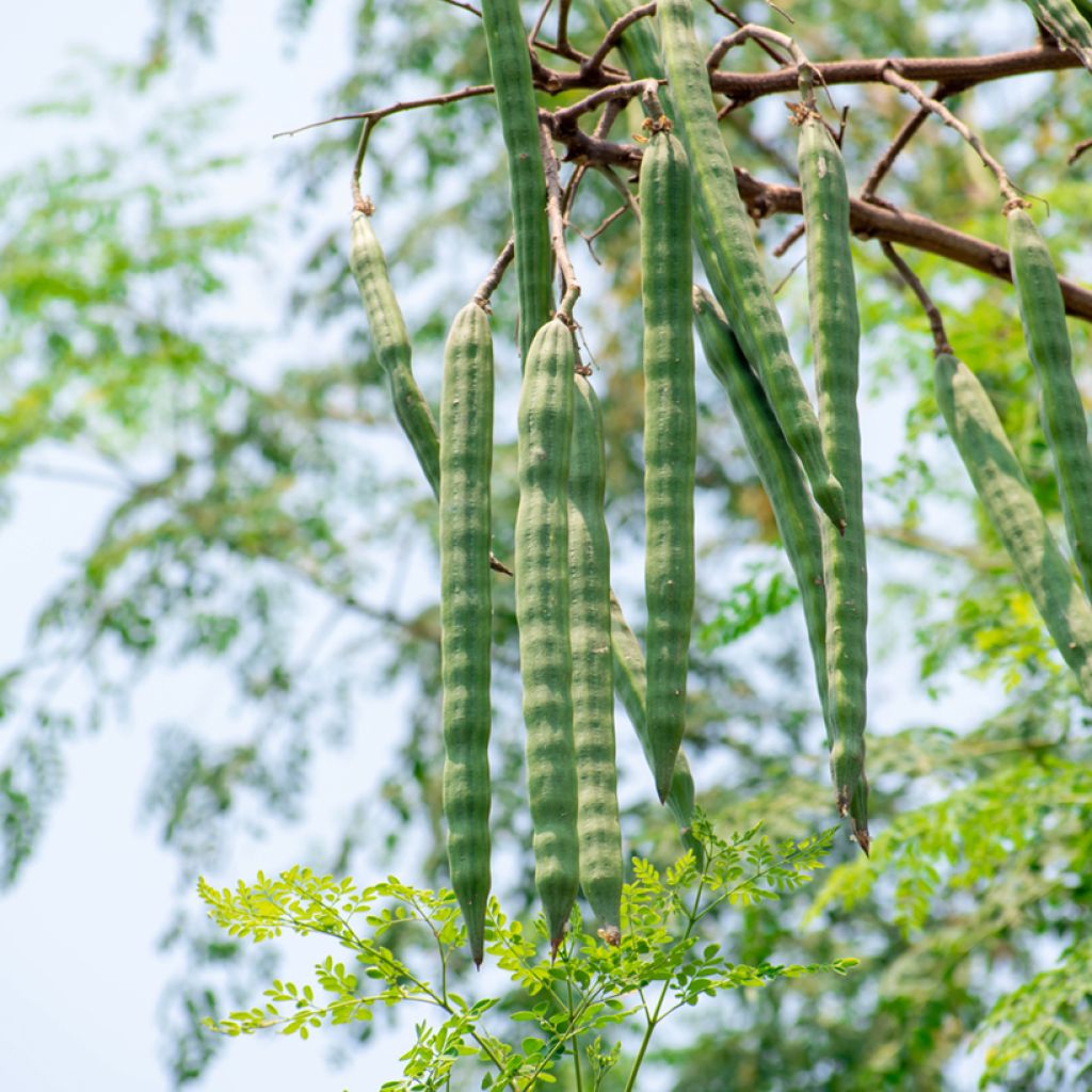 Moringa oleifera