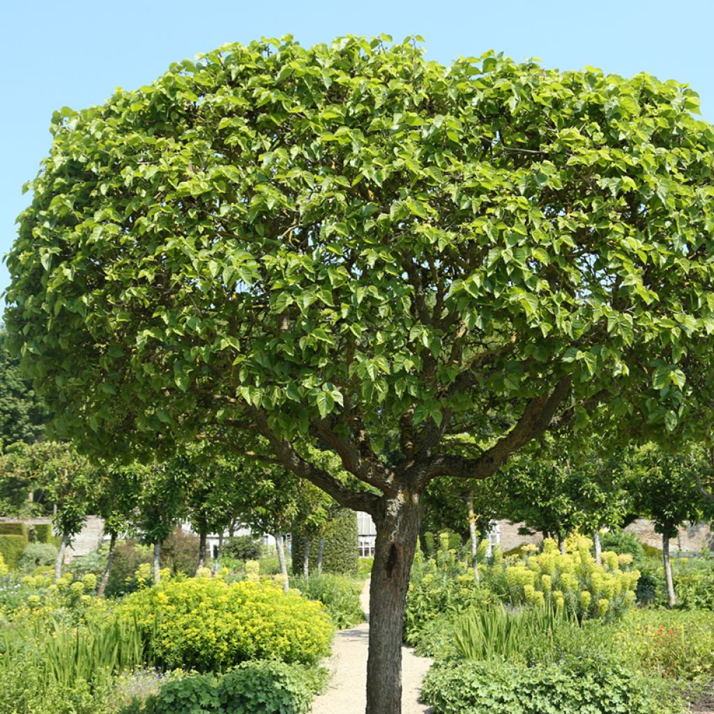 Morus alba Nana - White Mulberry