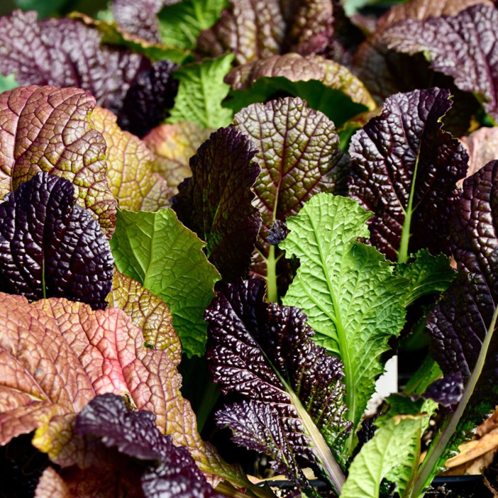 Chinese Red Giant Mustard - Brassica juncea