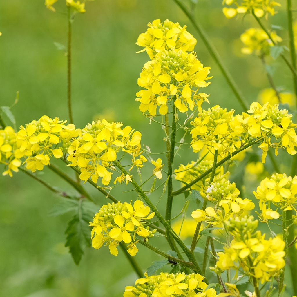 White Mustard - Green Manure - 10 m²
