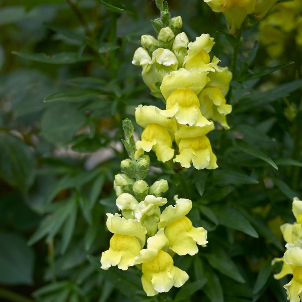 majus Antirrhinum Dazzling Lips Lemon