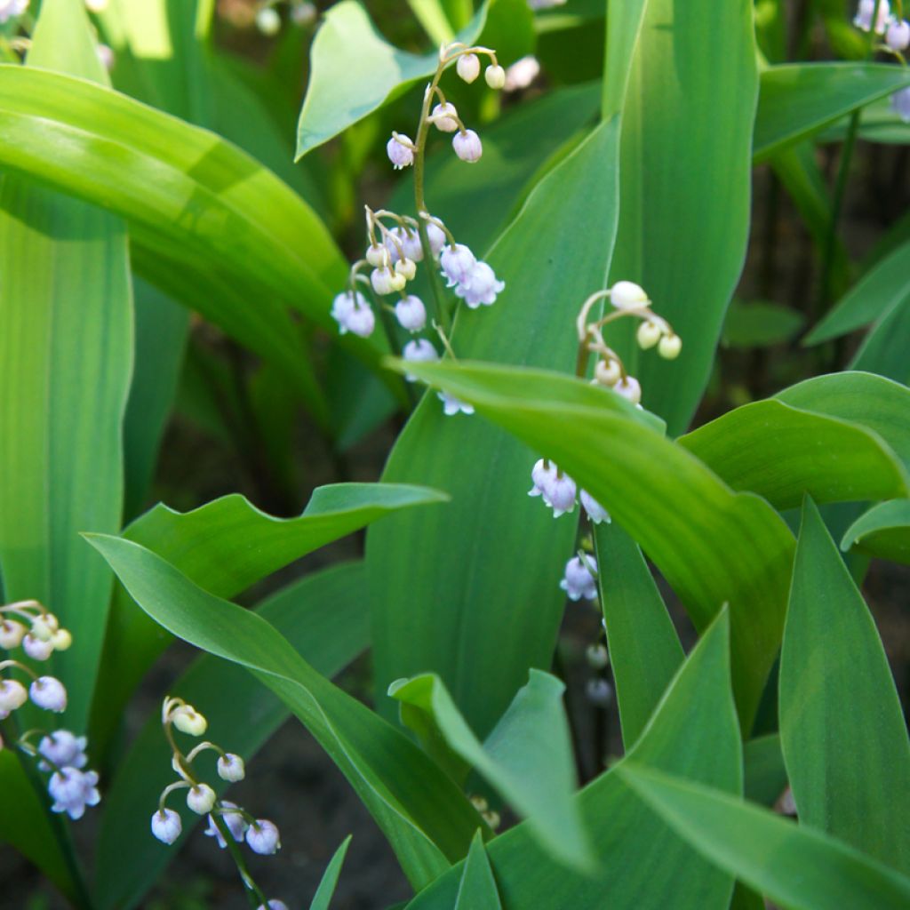 Convallaria majalis var. rosea - Lily of the Valley